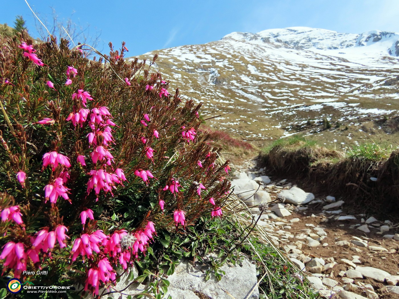 26 Erica in fiore con vista in Arera.JPG